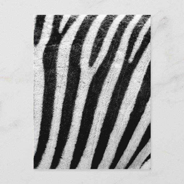 Zebra Stripes Postcard (Front)