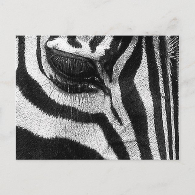 Zebra Stripes Postcard (Front)