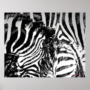 zebra stripes poster