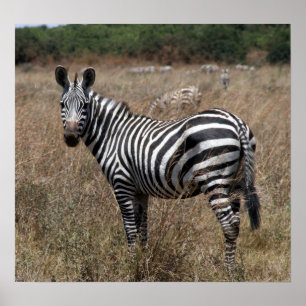 zebra stripes poster