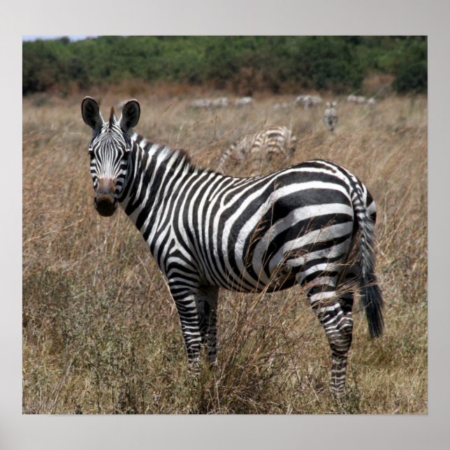 zebra stripes poster (Front)