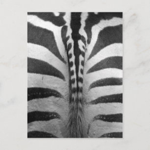 Zebra Strips Postcard