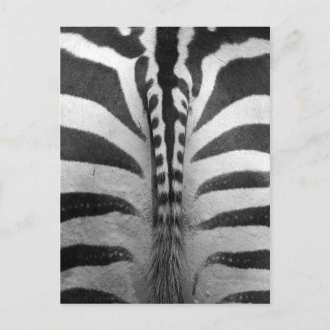 Zebra Strips Postcard (Front)