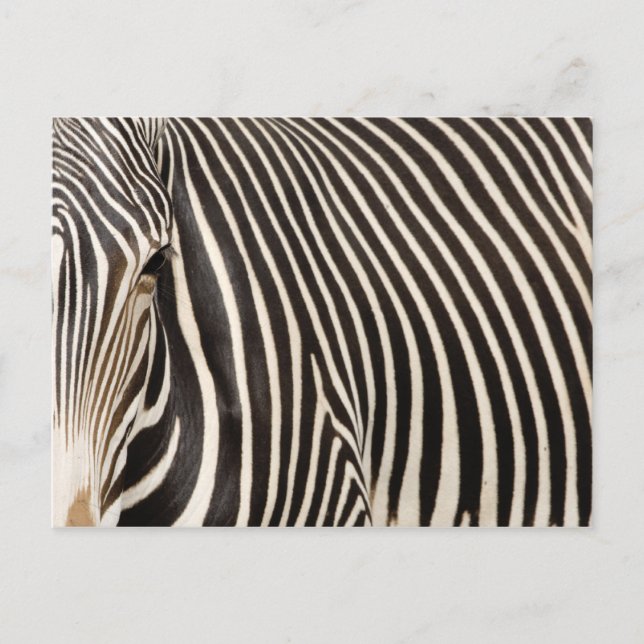 Zebra Strips Postcard (Front)