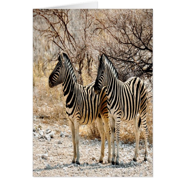 Zebra Stroll (Front)