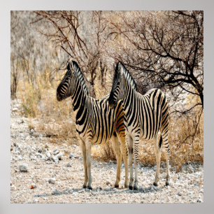 Zebra Stroll Poster