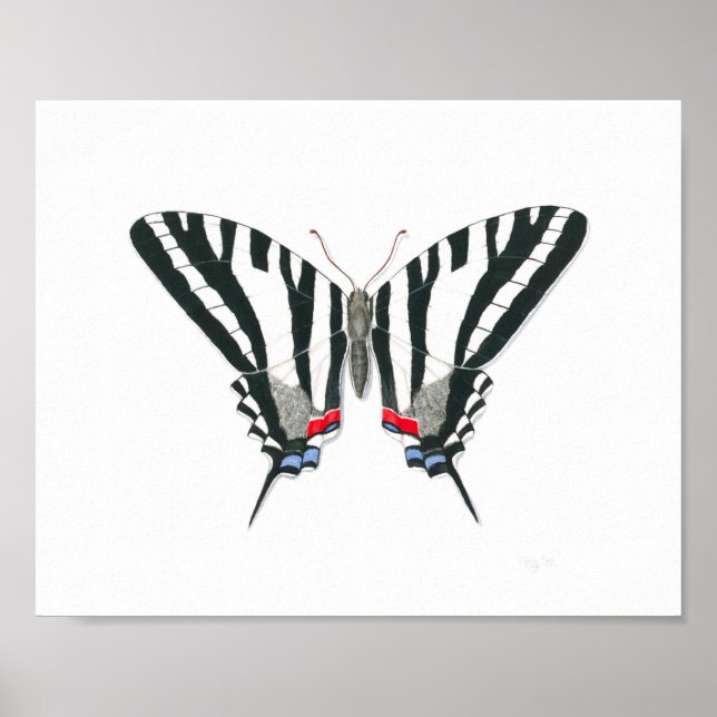 Zebra Swallowtail Butterfly Fine Art Print (Front)