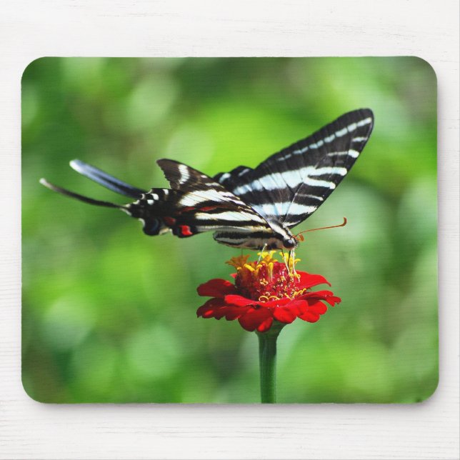 Zebra Swallowtail Butterfly Mousepad (Front)