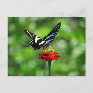 Zebra Swallowtail Butterfly on Red Zinnia Postcard