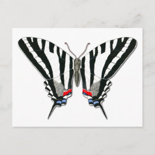 Zebra Swallowtail Butterfly Postcard