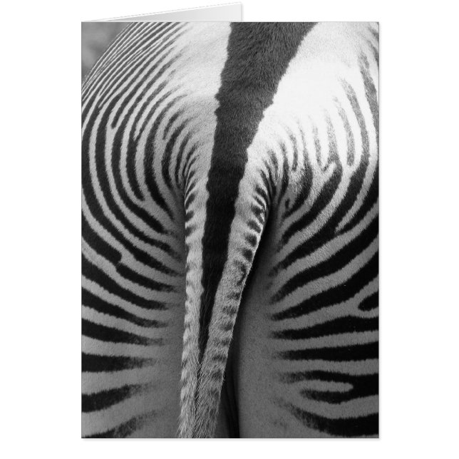 Zebra Tail (Front)