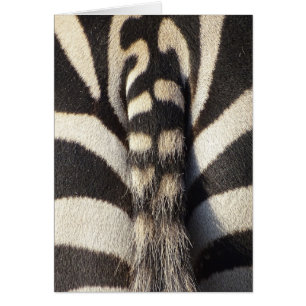Zebra Tail