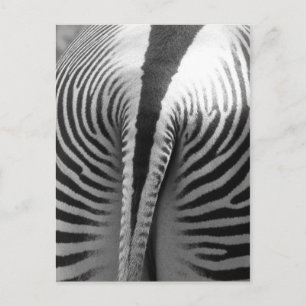 Zebra Tail Postcard