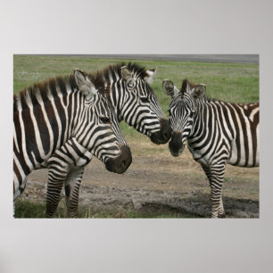 Zebra Talk - Print