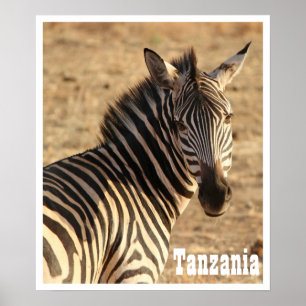 Zebra, Tanzania Poster