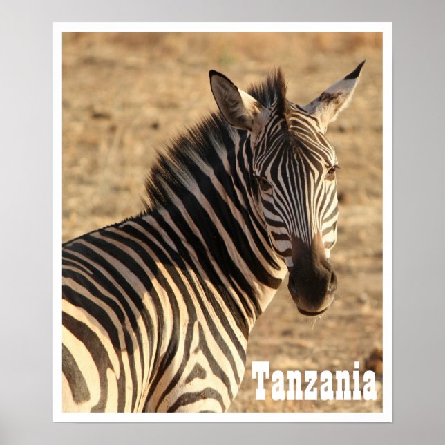Zebra, Tanzania Poster (Front)