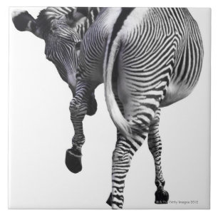 zebra tile