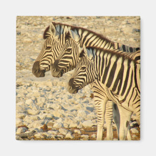 zebra trio magnet
