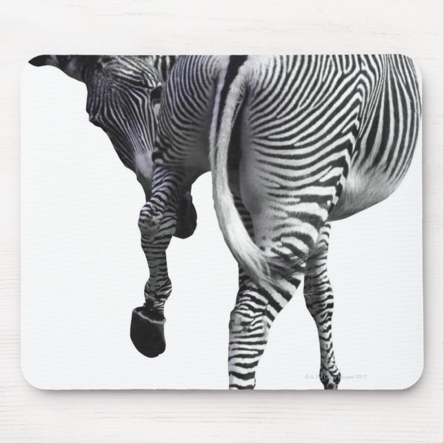 Zebra turning around mouse mat (Front)