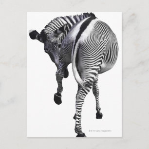 Zebra turning around postcard