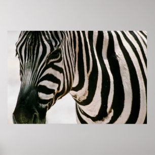 Zebra up close & striped black and white pattern poster
