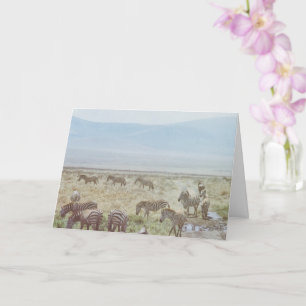 Zebra Wild Birthday Wishes Card