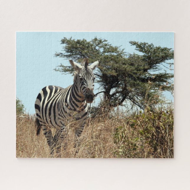 zebra wild jigsaw puzzle (Horizontal)