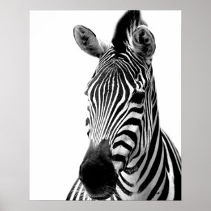 Zebra wild jungle animal photo black and white poster