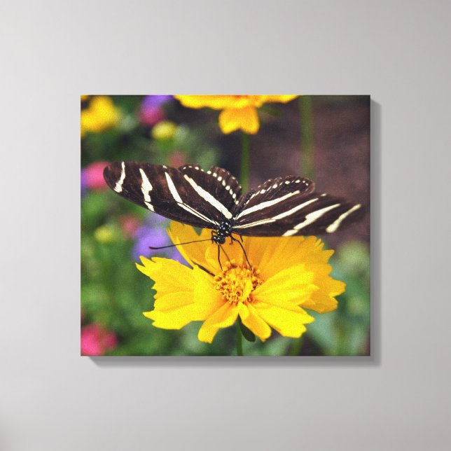Zebra Wings Canvas Print (Front)