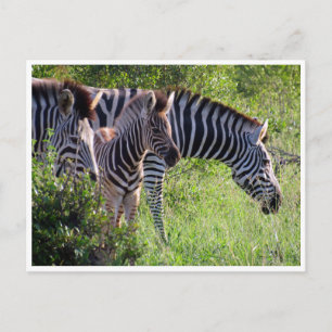 zebra young postcard