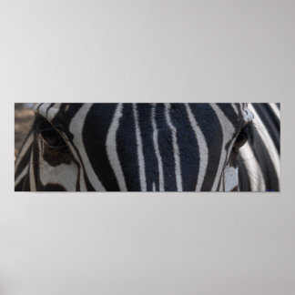 Zebra Zebra on the wall Poster