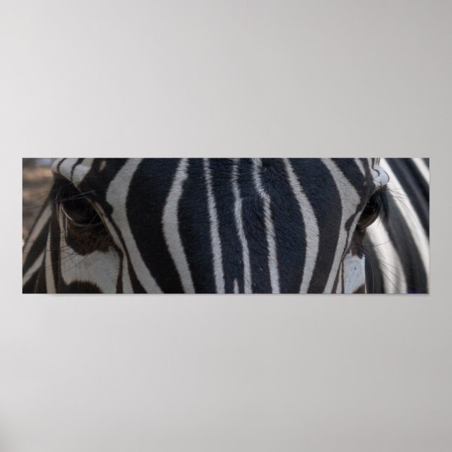 Zebra Zebra on the wall Poster (Front)