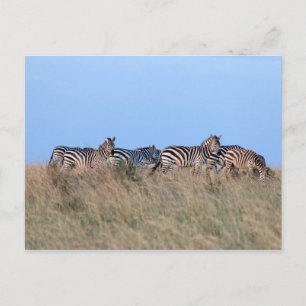 Zebras at dusk postcard