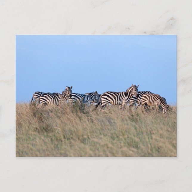 Zebras at dusk postcard (Front)