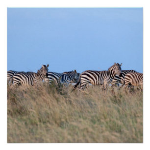 Zebras at dusk poster
