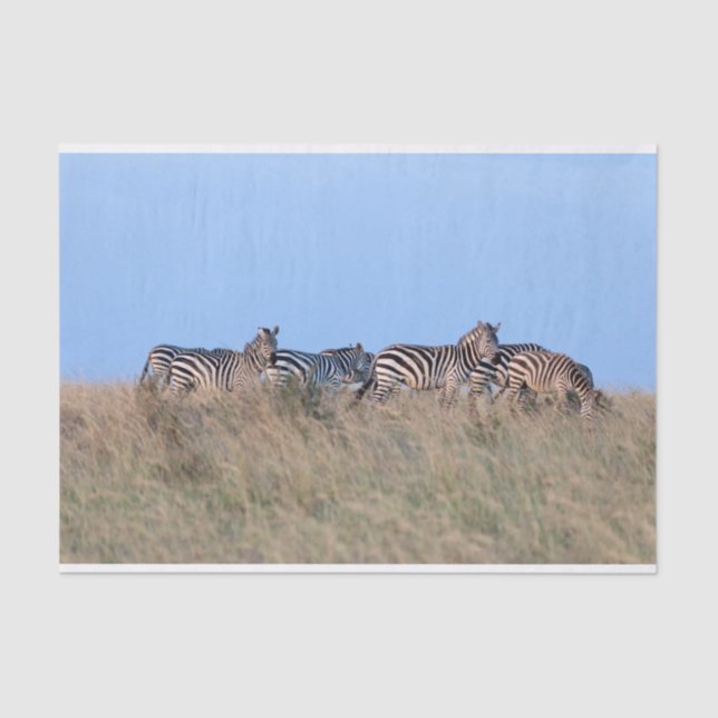 Zebras at dusk tissue paper (Front)