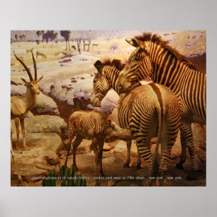 zebras at the american museum of natural history poster