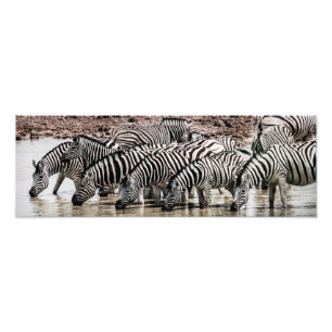 Zebras at Waterhole Photo Print