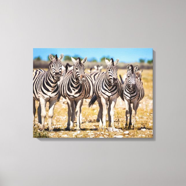 Zebras Canvas Print (Front)