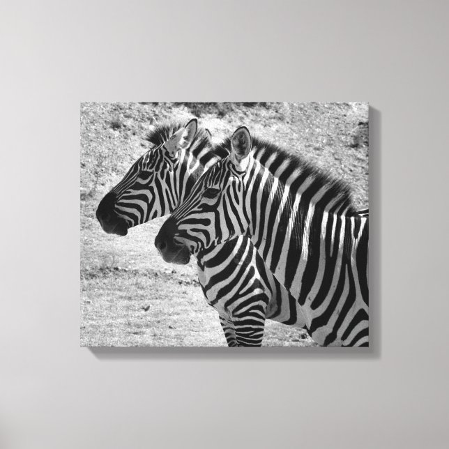 Zebras Canvas Print (Front)
