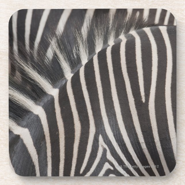 Zebras Coaster (Front)