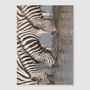 Zebras drinking