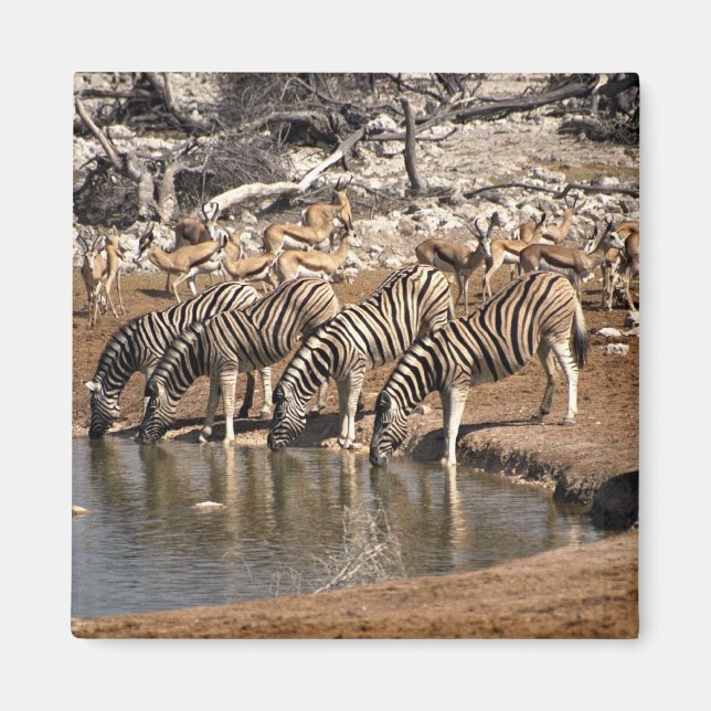 Zebras drinking magnet (Front)