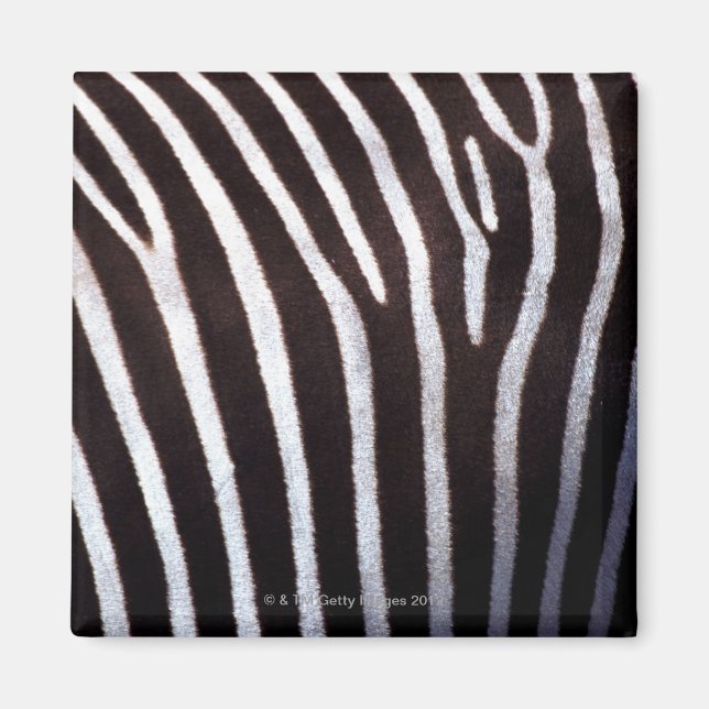 zebra's hide magnet (Front)