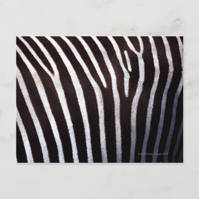 zebra's hide postcard (Front)