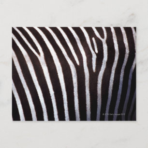 zebra's hide postcard