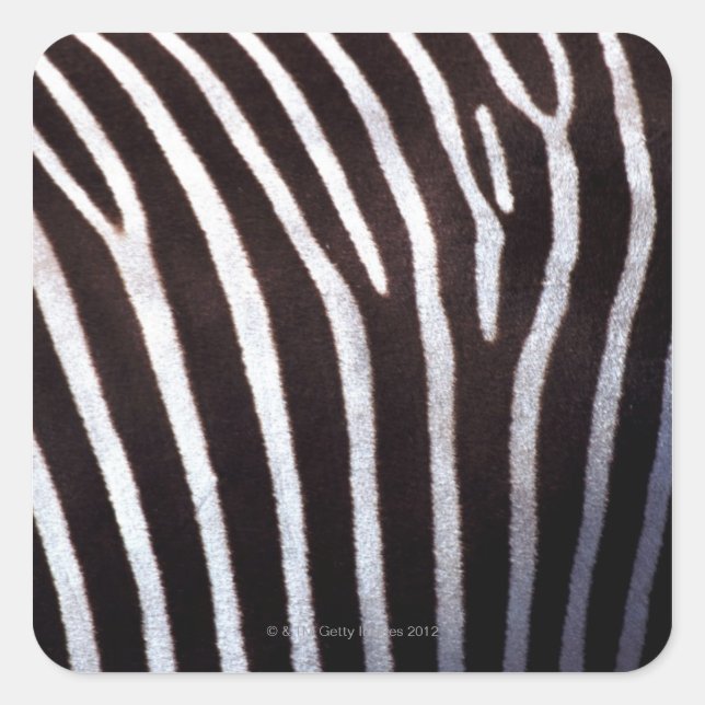 zebra's hide square sticker (Front)