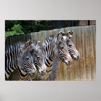 Zebras in a Row Poster