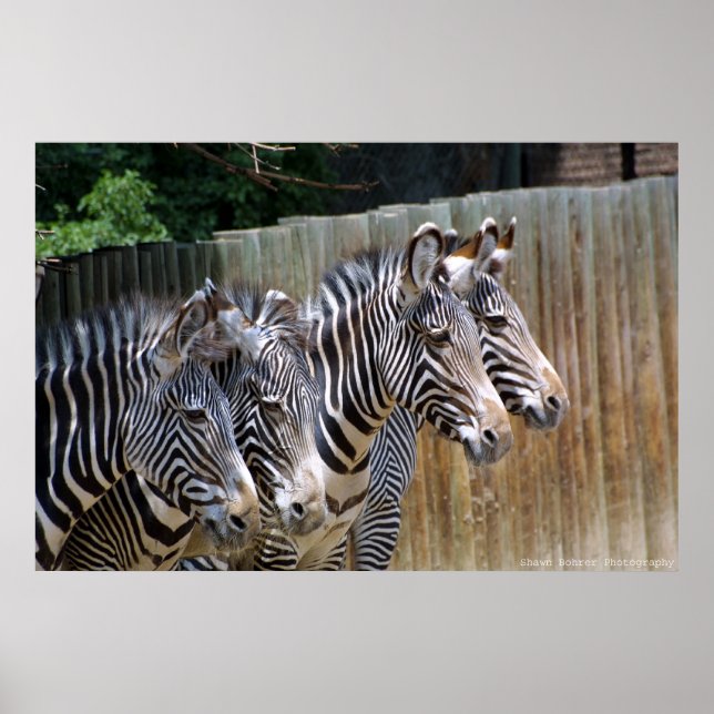 Zebras in a Row Poster (Front)