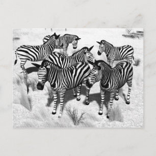 Zebras in Black and White Postcard